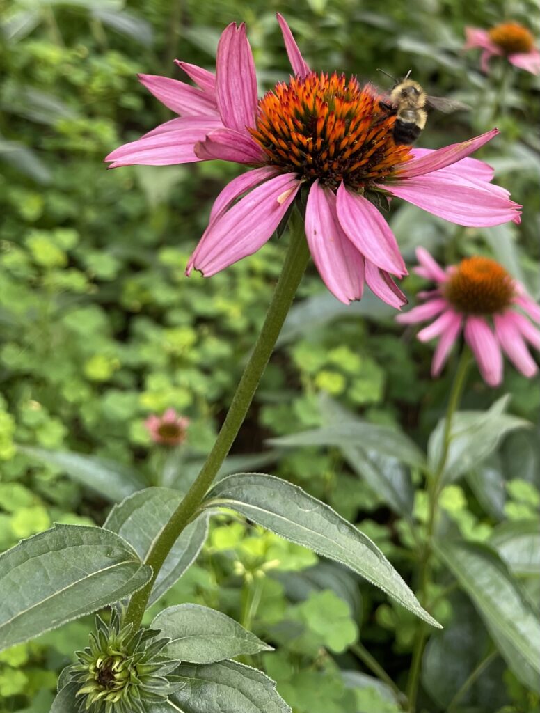 A purple coneflower with a buzzing bumble bee happily feeding.